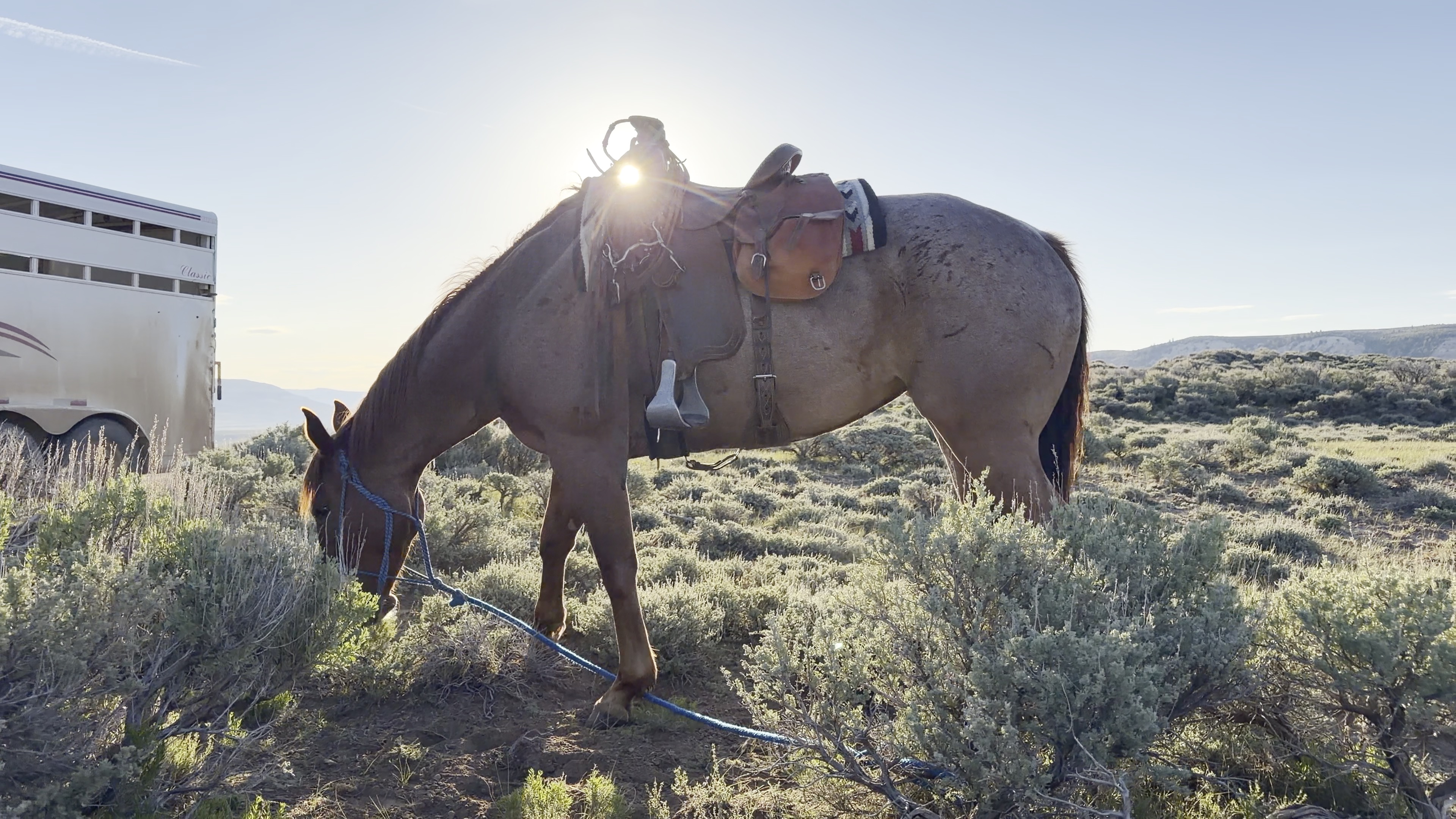 A saddled horse standing on the range with sunlight shining through the saddle