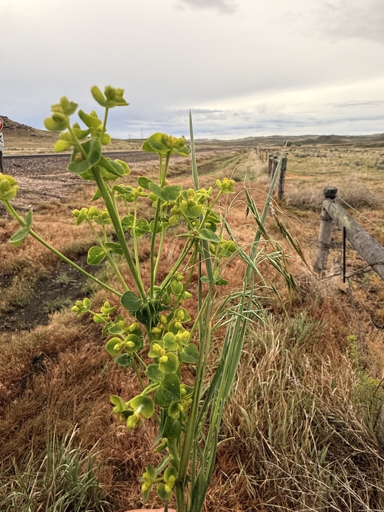 Leafy spurge growing beside a fence in Wyoming rangeland
