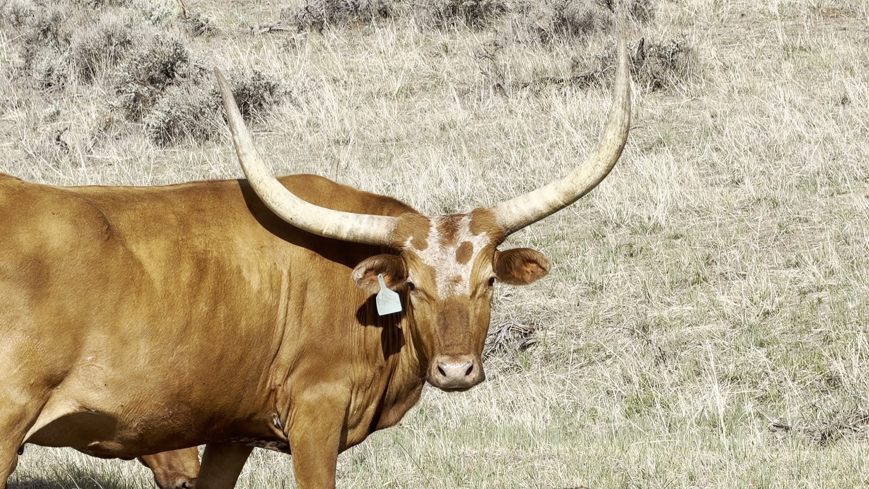 A Longhorn standing on Millikin Ranch